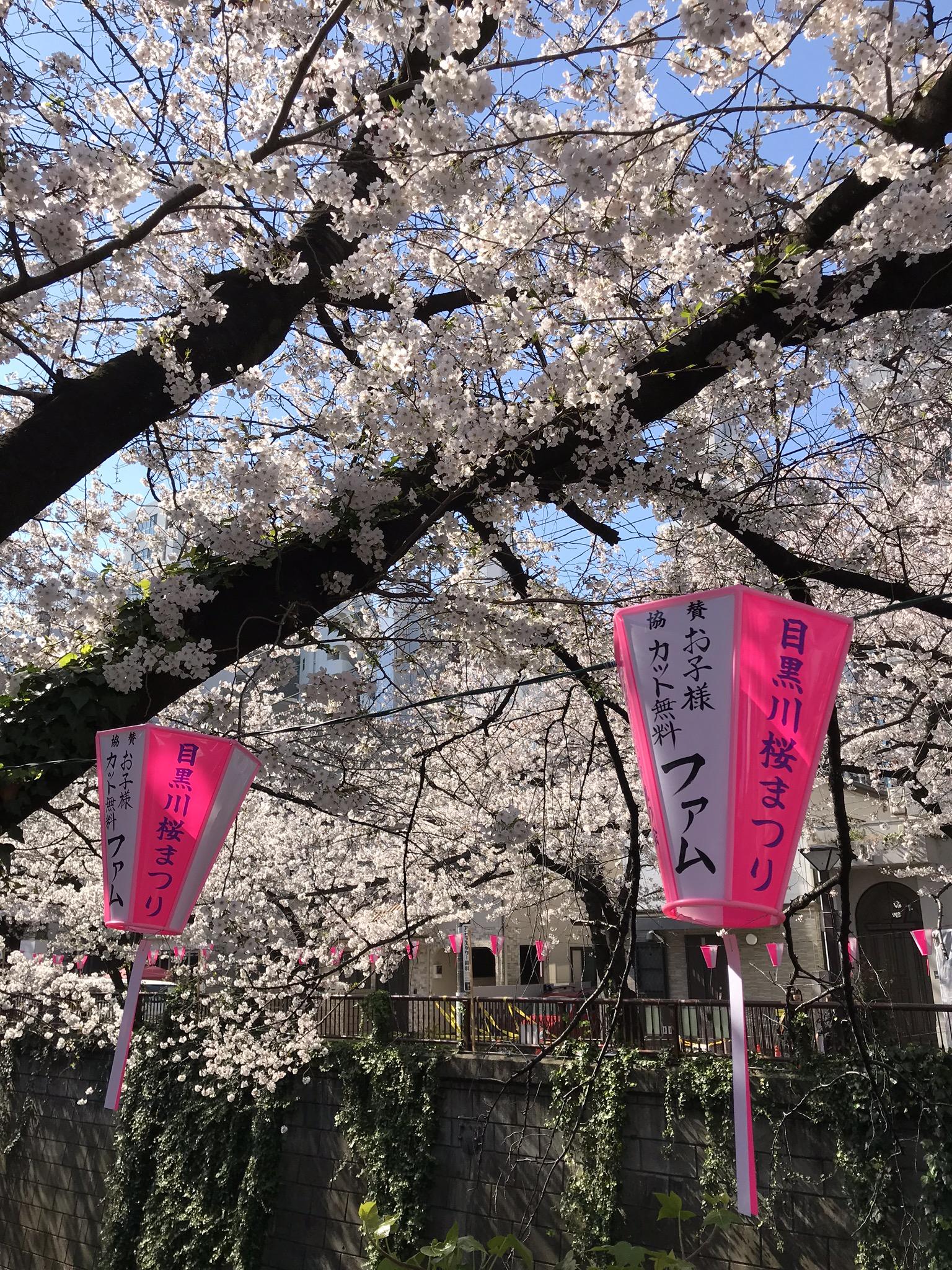 目黒川の桜まつり、famのぼんぼり